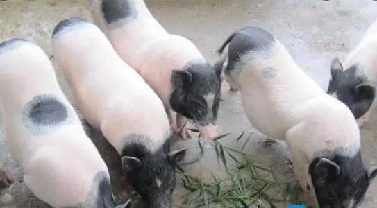 香豬養(yǎng)殖加盟多少錢(qián)