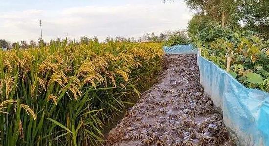 養(yǎng)螃蟹賺錢嗎 養(yǎng)螃蟹賺錢嗎