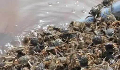 養(yǎng)螃蟹賺錢嗎 養(yǎng)螃蟹賺錢嗎