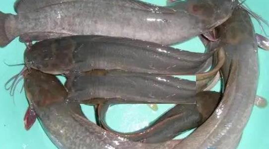 塘角魚(yú)養殖周期是多久