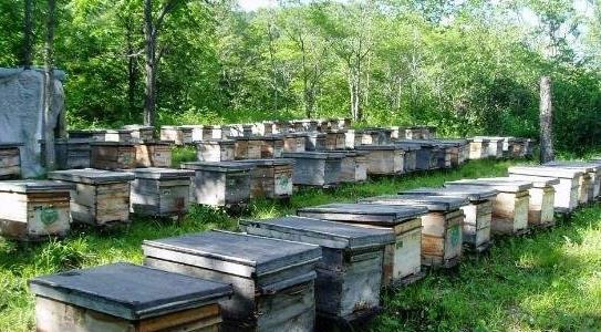 純正土蜂蜜多少錢一斤 純正土蜂蜜多少錢一斤