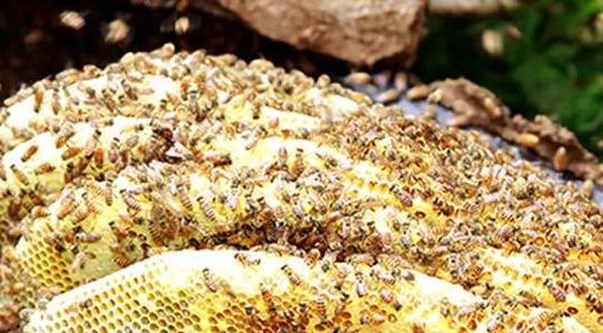 純正土蜂蜜多少錢一斤 純正土蜂蜜多少錢一斤