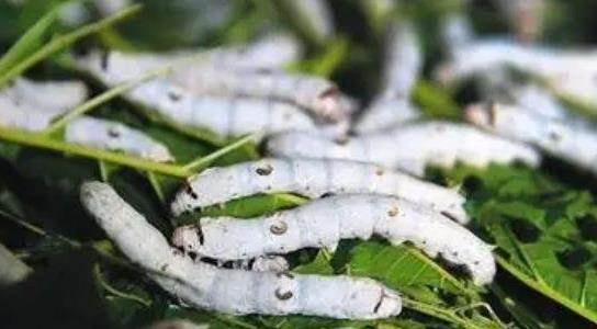 養蠶一年能賺多少錢(qián)