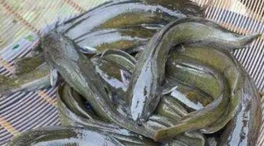 塘角魚(yú)養殖周期是多久