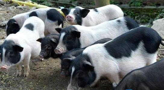 香豬養(yǎng)殖加盟多少錢(qián)