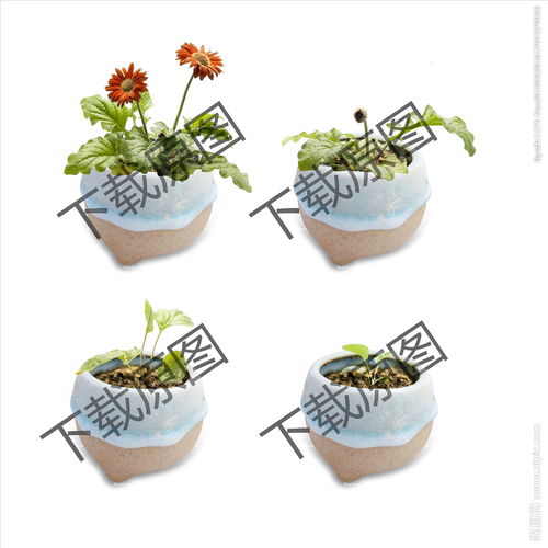 植物生長(cháng)的觀(guān)察方法有哪些特點(diǎn)是什么