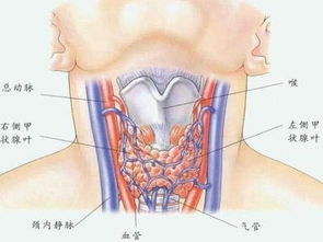 甲狀腺癥狀及治療方法有哪些