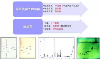 獲得純培養物有哪些方法