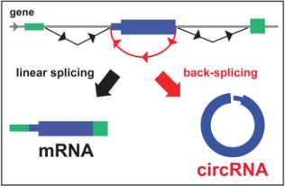 抑制mrna翻譯的方法有哪些