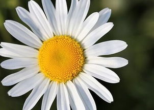 小雛菊繁殖有哪些方法