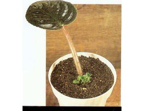 人工營(yíng)養繁殖有哪些方法有哪些