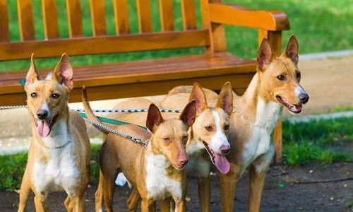 一歲犬如何訓練方法有哪些