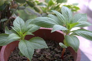 鳳仙花有哪些播種方法