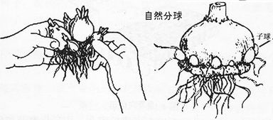 簡(jiǎn)述分生繁殖的方法有哪些