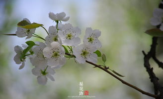 古詩(shī)中有梨花的詩(shī)句