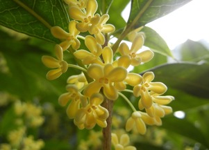 關(guān)于月亮和桂花的詩(shī)句