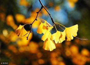 秋日,詩(shī)句,悲傷