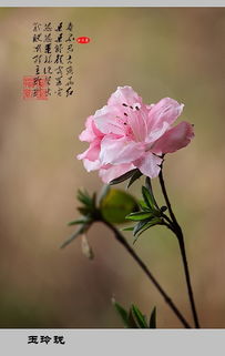 關(guān)于杜鵑花的詩(shī)句古詩(shī)