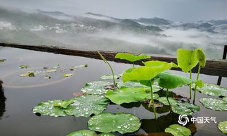 雨后美景的古詩(shī)句子