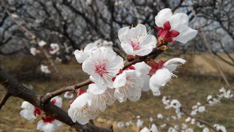 杏花,古詩(shī),詩(shī)句,桃花
