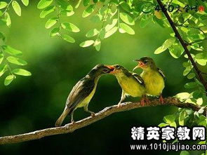 關(guān)于竹精神的詩(shī)句