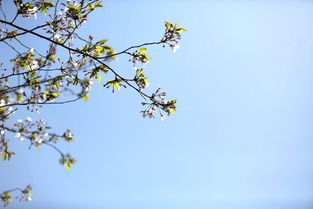 關(guān)于春天的詩(shī)句的名字