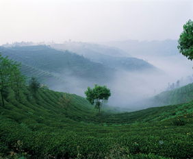 關(guān)于茶的贊美的詩(shī)句大全