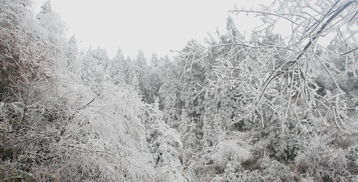 贊美雪潔白的詩(shī)句古詩(shī)大全