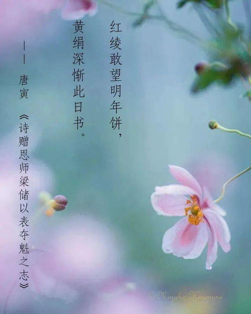 關(guān)于節日美的詩(shī)句