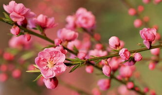 關(guān)于桃花的詩(shī)句古詩(shī)唯美,小學(xué)關(guān)于桃花的詩(shī)句古詩(shī),桃花的詩(shī)句古詩(shī)
