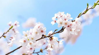 描寫(xiě)櫻花的古詩(shī)詩(shī)句有哪些