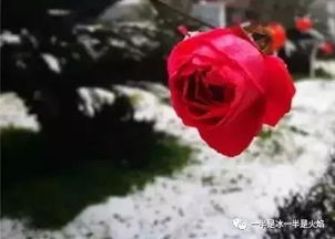 關(guān)于雪花飛舞的現代詩(shī)句
