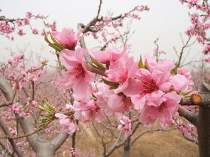 桃花的詩(shī)句有什么,含有桃花的詩(shī)句有什么,寫(xiě)桃花的詩(shī)句有什么