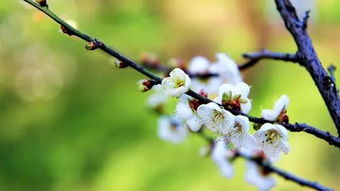 古詩(shī)詞描寫(xiě)梅的詩(shī)句君子