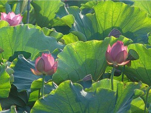 夏天有關(guān)風(fēng)的詩(shī)句古詩(shī)