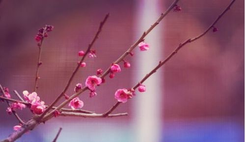 烘托,詩(shī)句