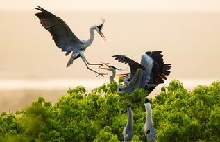 愛(ài)鳥(niǎo)護鳥(niǎo)古詩(shī)句