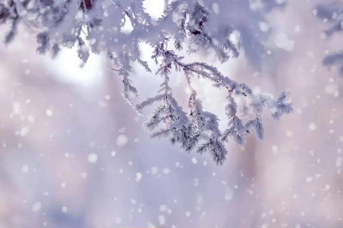 古詩(shī),詩(shī)句,大全,于雪