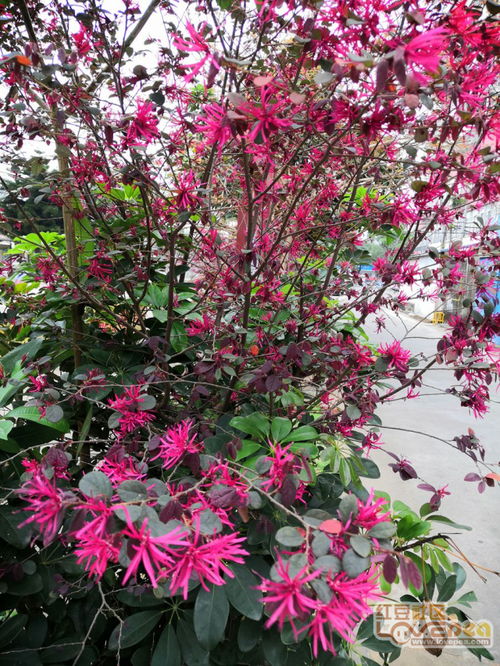 關(guān)于百花爭艷的詩(shī)句