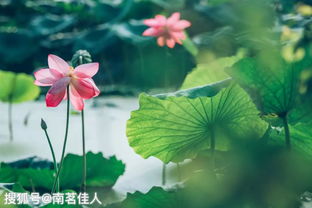 色彩對比的古詩(shī)句