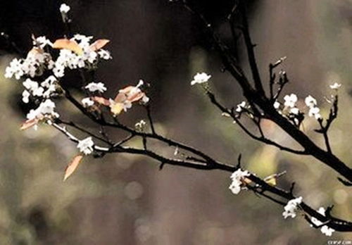 古詩(shī),詩(shī)句,獨處
