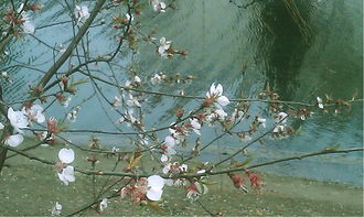 詩(shī)句