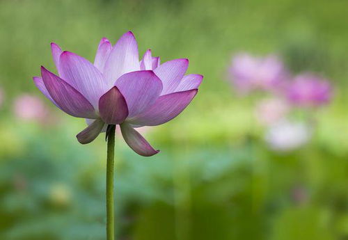 贊美西湖荷花詩(shī)句古詩(shī)大全