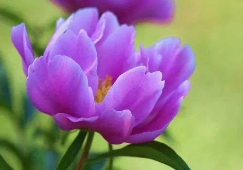 寫(xiě)芍藥花的詩(shī)句古詩(shī)