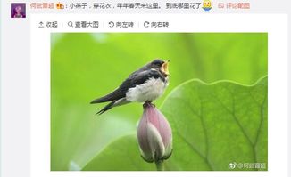燕子相關(guān)的詩(shī)句是什么,梅花與燕子的詩(shī)句是什么,描繪燕子的詩(shī)句是什么