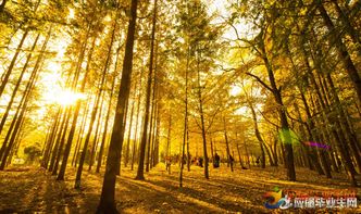 深秋落葉唯美的古詩(shī)句