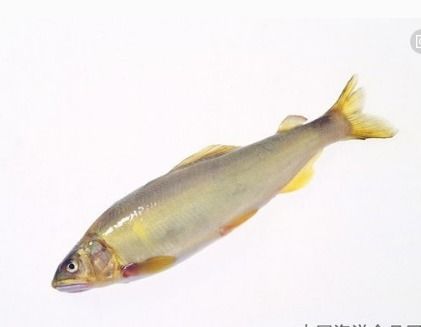 關(guān)于黃花魚(yú)的詩(shī)句