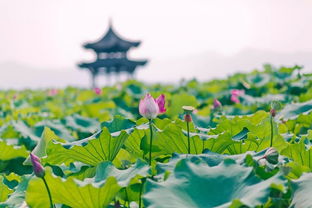 關(guān)于荷花的詩(shī)句古詩(shī)詞,帶有荷花的詩(shī)句古詩(shī)詞,雨中荷花的詩(shī)句古詩(shī)詞