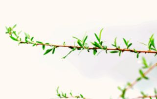 運用春天景色的詩(shī)句古詩(shī)詞