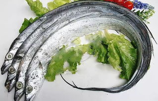 關(guān)于帶魚(yú)的優(yōu)美詩(shī)句